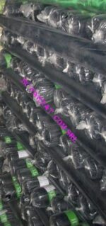 Captuseala colorata - imagine 2